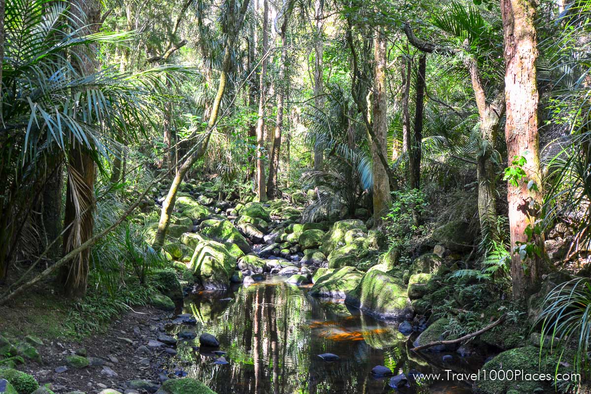 AH Reed Kauri Park Canopy Walkway -- Whangarei, Northland, New Zealand North Island