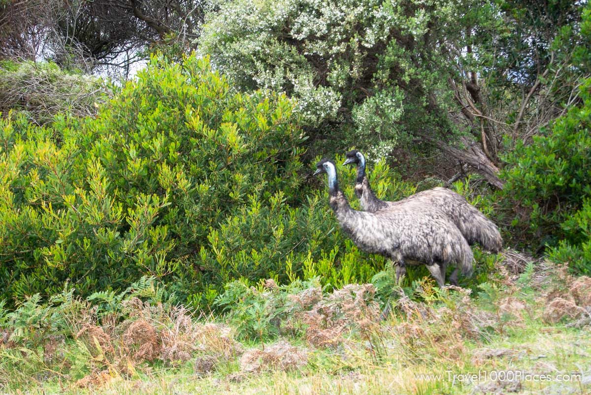 Emu in Wilson Promontory National Park, Victoria, Australia