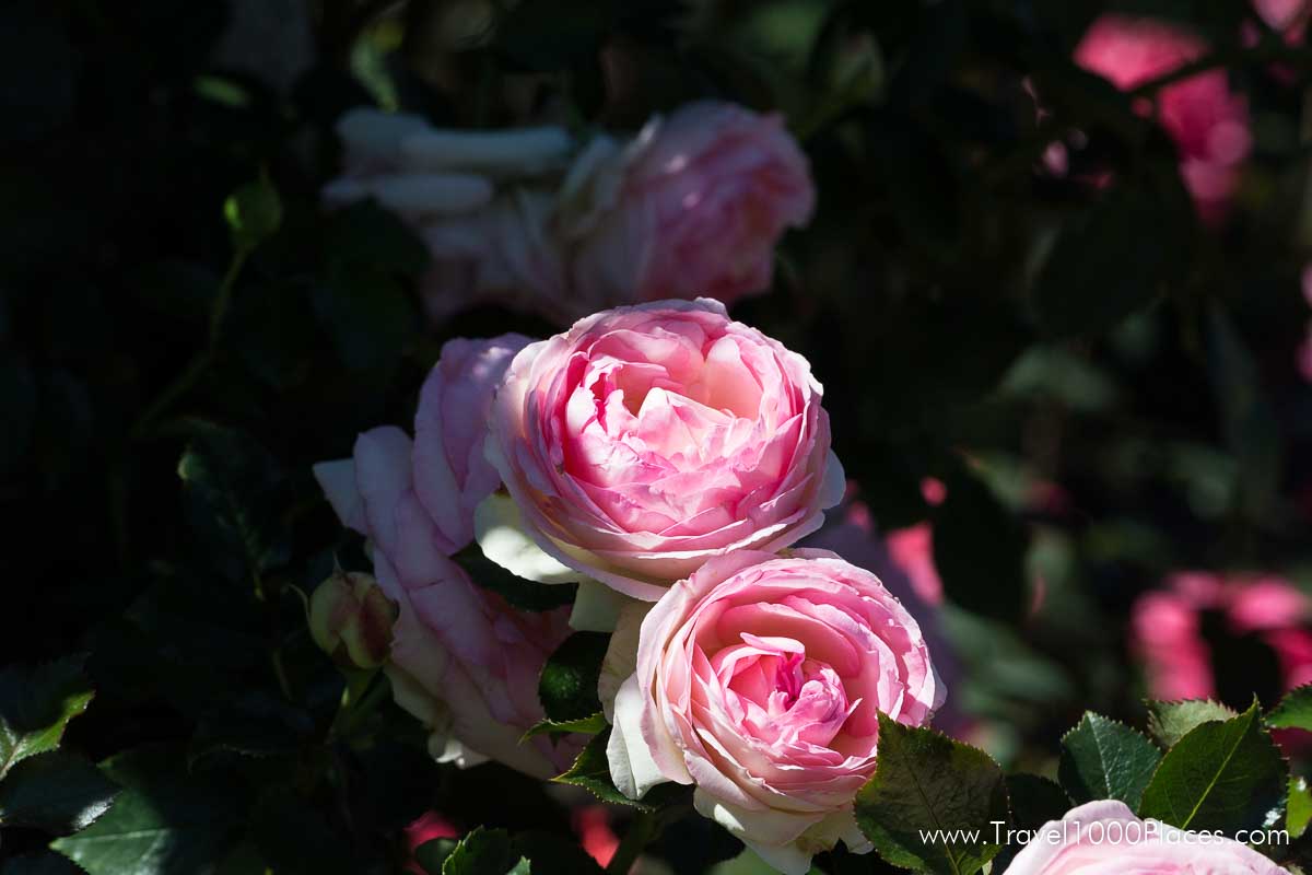 Washington Park, The Rose Garden -- Portland, Oregon