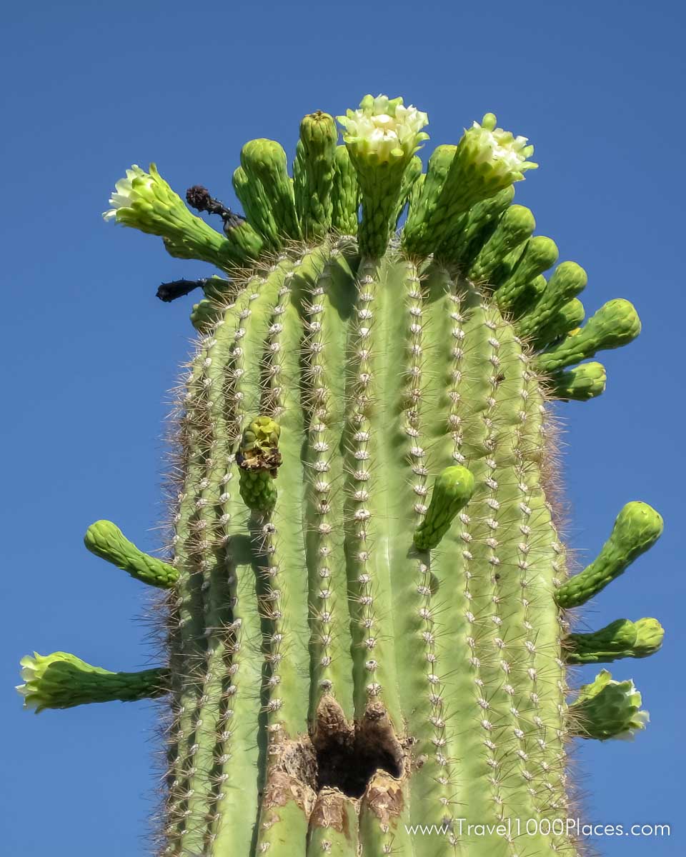 Saguaro cactus in bloom, Arizona, USA