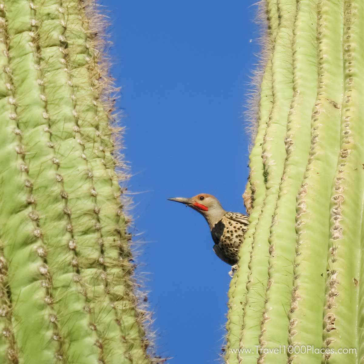 Saguaro Cactus, Arizona, USA