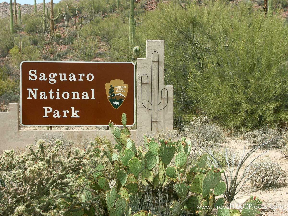Saguaro National Park, Arizona, USA