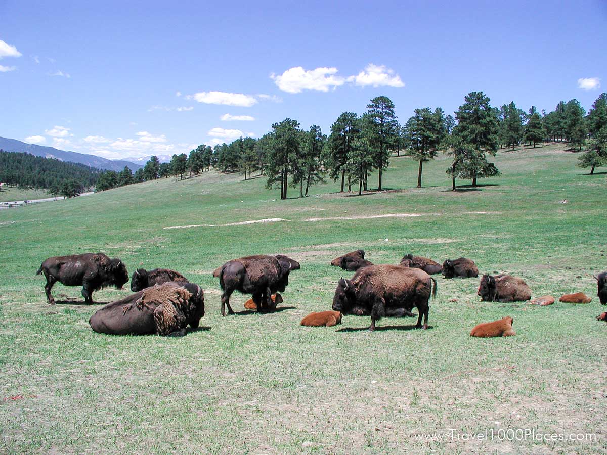 Buffalo Herd near Golden, Colorado