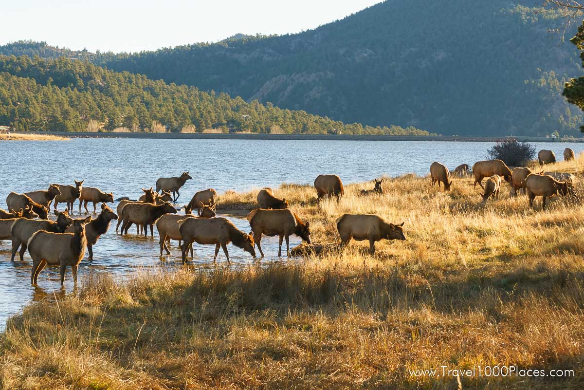 Estes Park, Colorado, USA is famous for the Elks living in town
