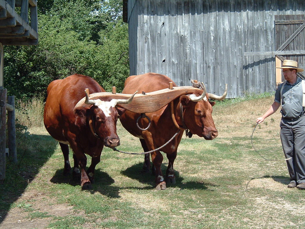 Yoked oxen at Old World Wisconsin [Anna from Eagle, WI, USA, CC BY 2.0 https://creativecommons.org/licenses/by/2.0, via Wikimedia Commons]