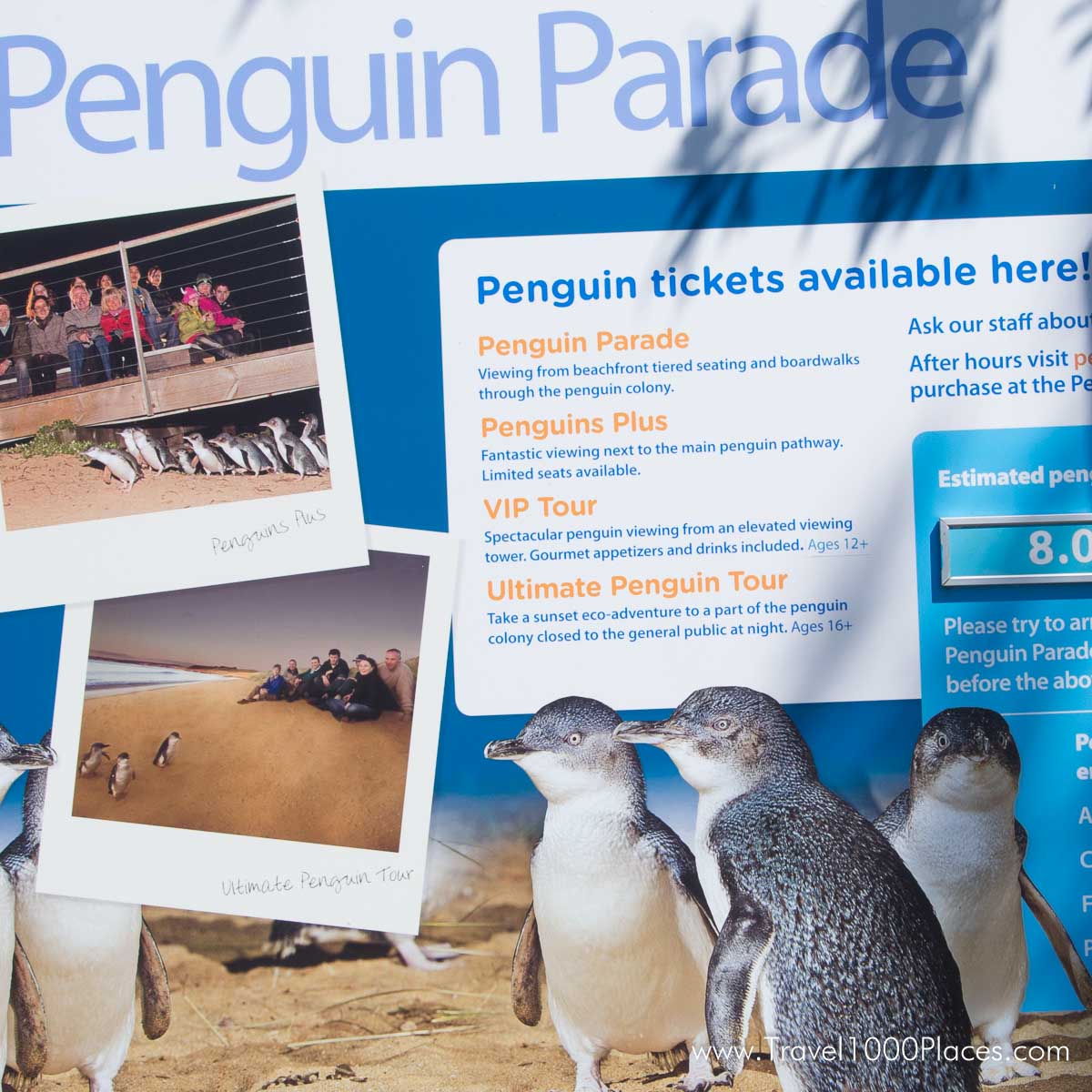 Penguin Parade on Phillip Island, Victoria, Australia