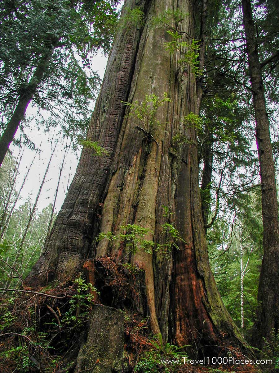 Hoh Rain Forest, Olympic National Park, Washington, USA