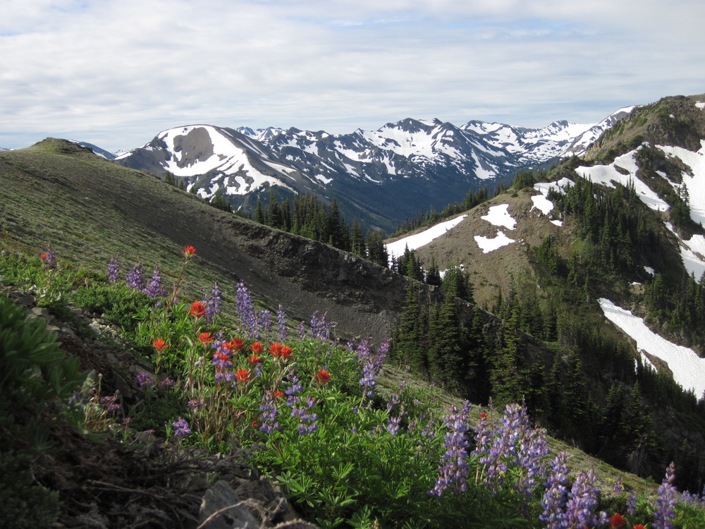 Wild Flowers in spring in the Mountain Region of Olympic National Park